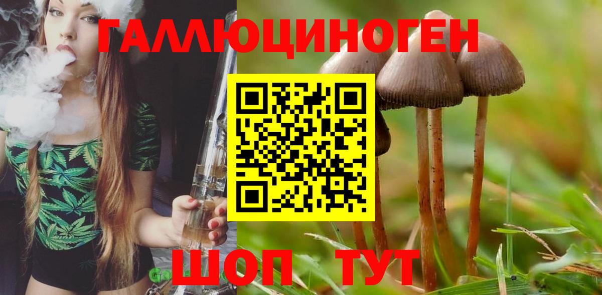 Псилоцибиновые грибы Cubensis  Вход с VPN  Междуреченск 